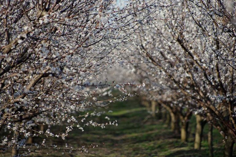 Planting Bare Root Trees