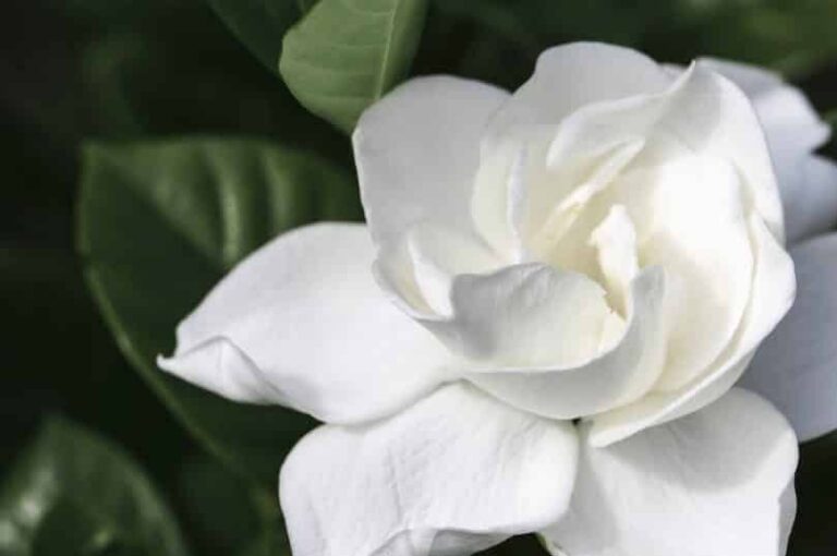 Gardenias: Perfect for The Outdoors
