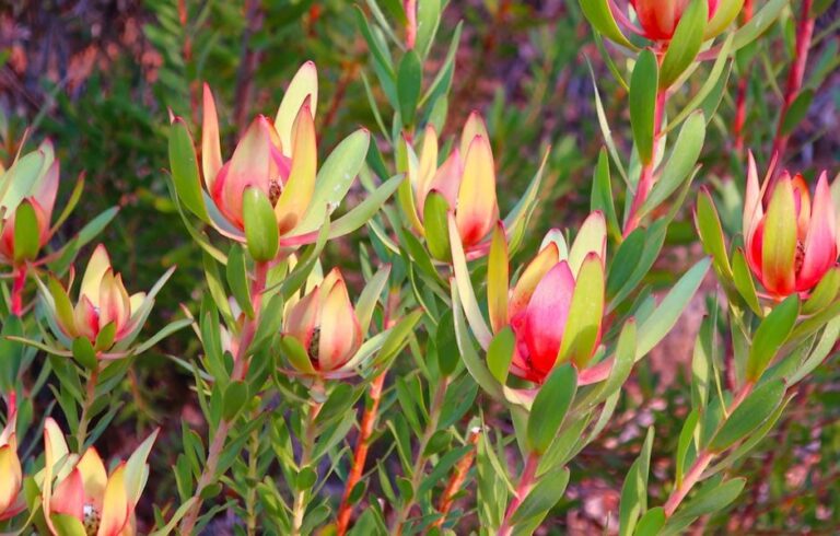 Quick Guide: Leucadendrons