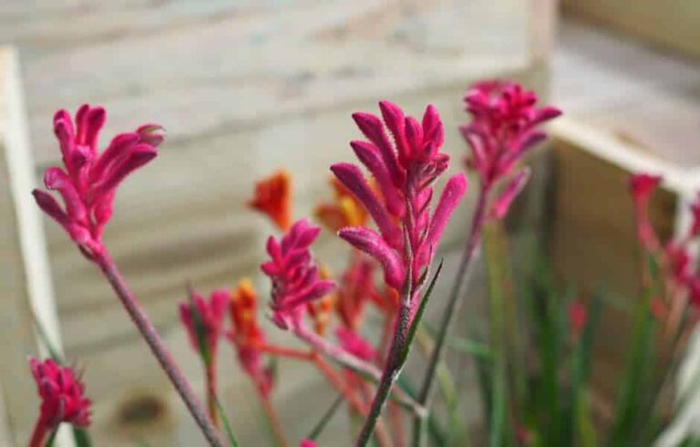Quick Guide: Kangaroo Paws