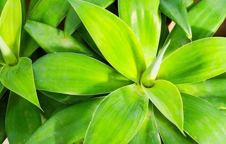 How to Grow and Care for Agaves?