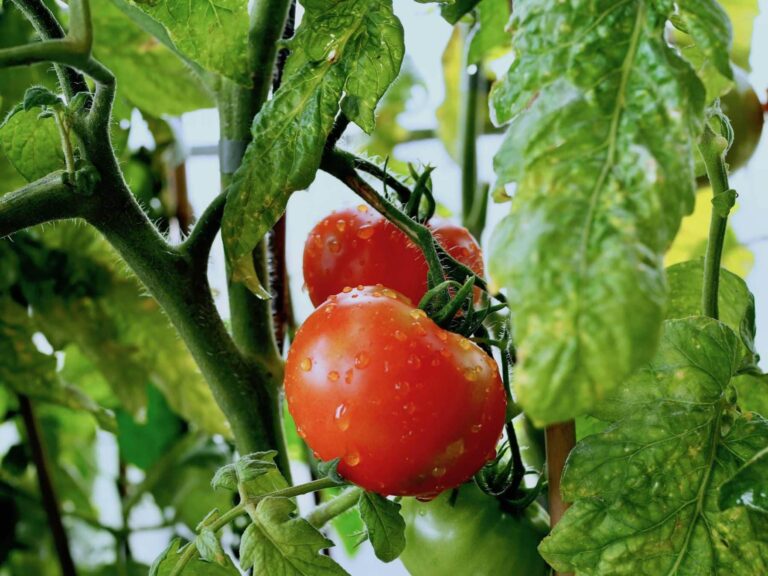 Growing Vegetables, our Top Tips!