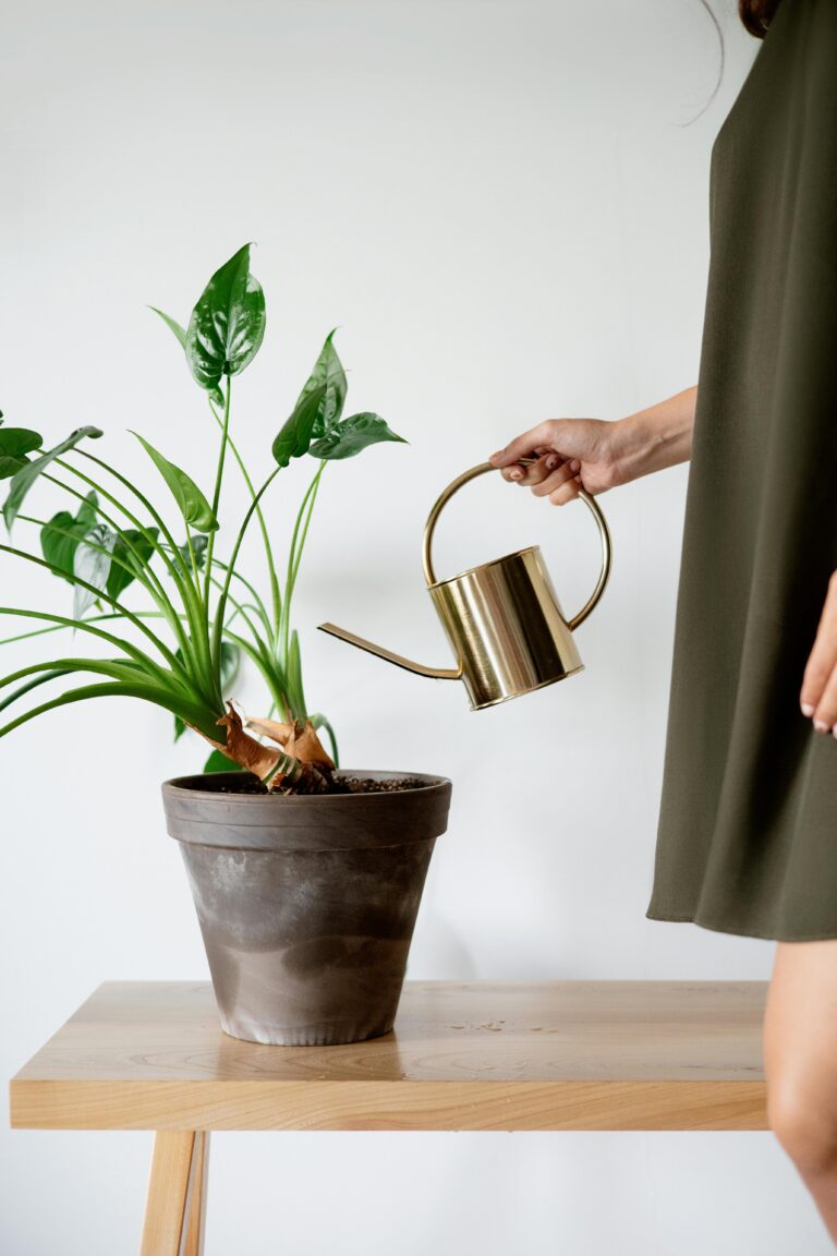 Watering your plants – when and how much?