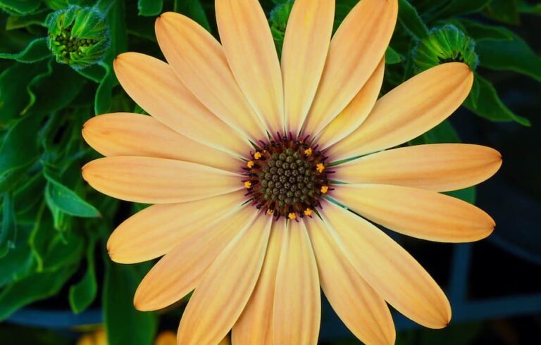 How much sunlight do plants really need?