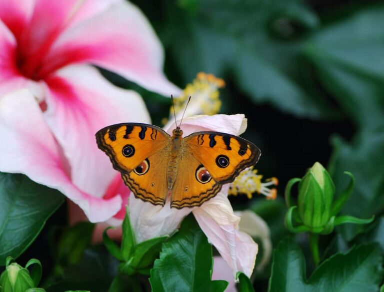How to plant a butterfly garden?