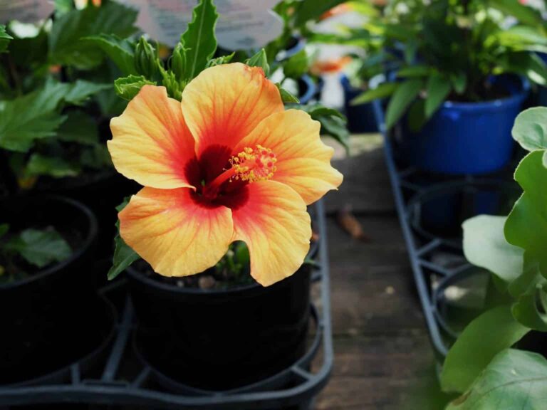 How to grow and care for Hibiscus?