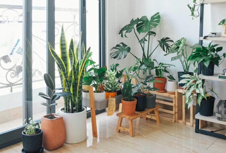 The Benefits of Indoors Plants on Your Health