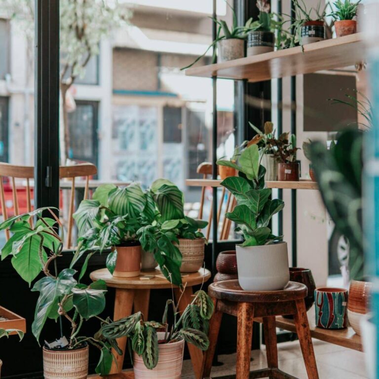 The top 9 things you need to know about Indoor Plants