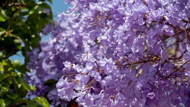 A Guide to Bare Root Trees