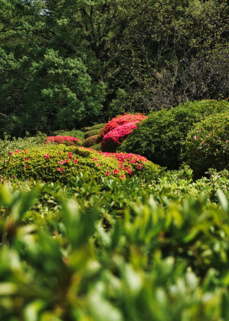 Prepare your Garden for Spring – 4 Essential Tips!