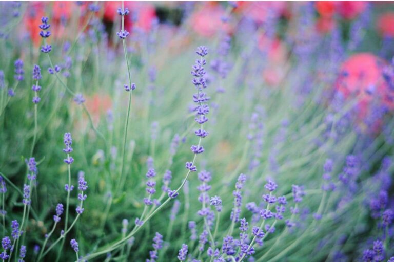 A Guide to Ornamental Grasses