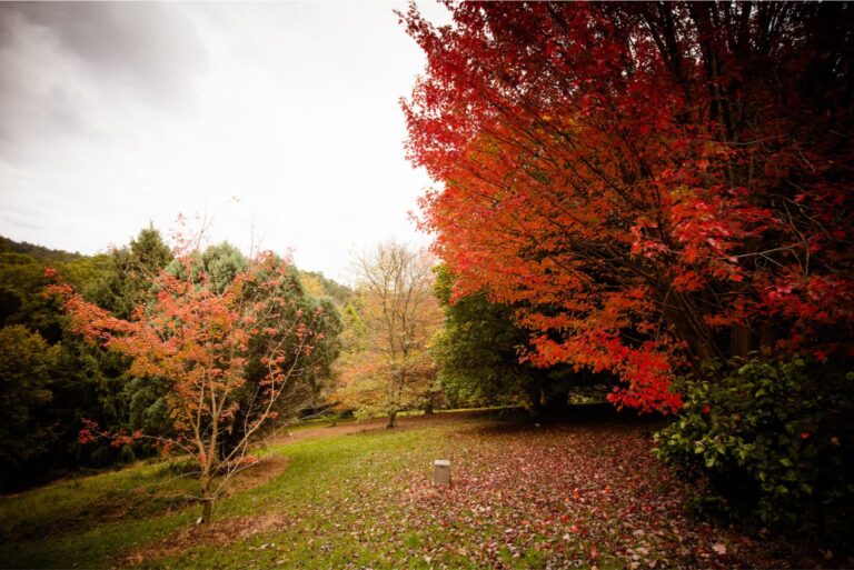 How to Prepare Your Garden For Autumn in Australia