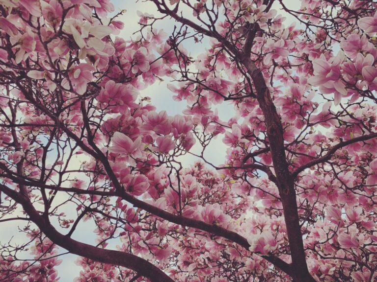 7 Fragrant Ornamental Trees for Your Backyard