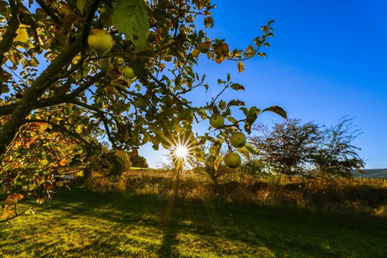 Blooming Beauties: The Perfect Plants for Your Victorian Garden
