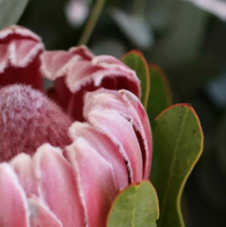 The Busy Homeowner’s Guide to Low Maintenance Modern Gardens