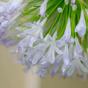 Agapanthus Lilibet