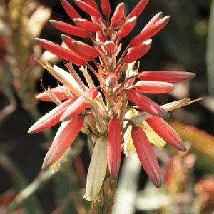 Aloe Porcupine