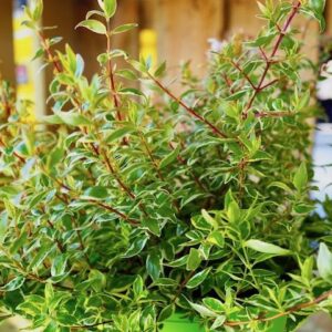 Abelia Lime Splice