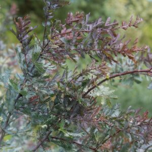 Purple Cootamundra Wattle
