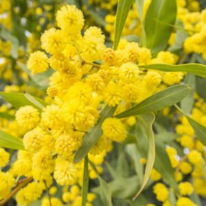 Silver Wattle