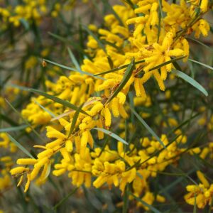 Gossamer Wattle