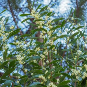 Australian Blackwood