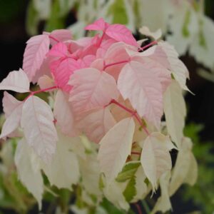 Pink Flamingo Box Elder