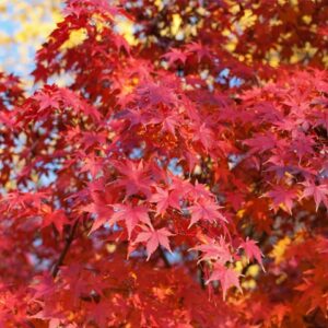 Japanese Maple