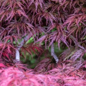 Inaba Shidare Japanese Maple