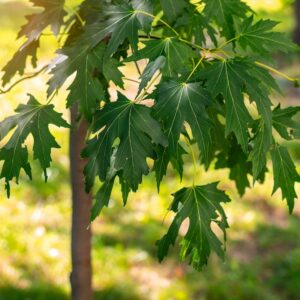 Silver Maple