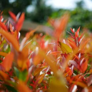 Cherry Surprise Lilly Pilly