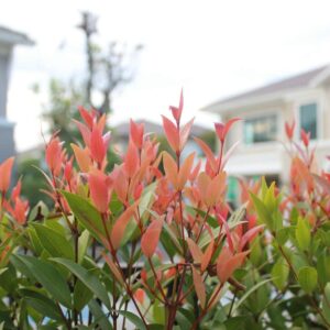 Forest Flame Lilly Pilly