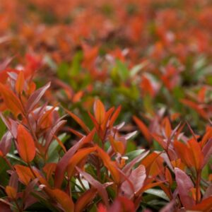 Little Ruby Lilly Pilly