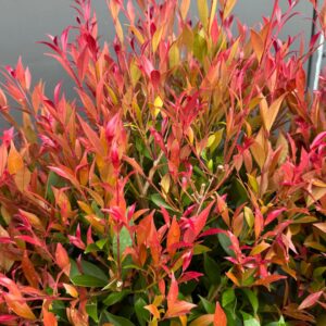 Orange Crush Lilly Pilly