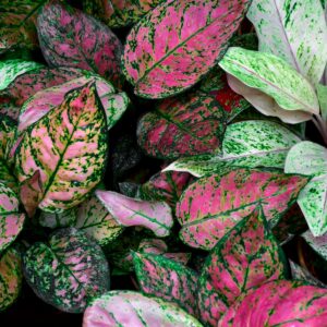Chinese Evergreen
