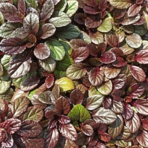 Purple Bugleweed