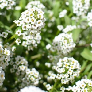 Alyssum