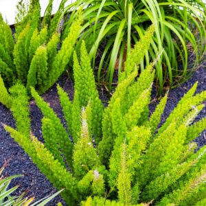Meyersii Foxtail Fern
