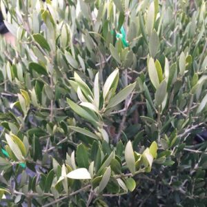 Dwarf Olive