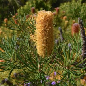 Hairpin Banksia