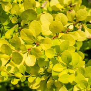 Golden Nugget Japaneses Barberry