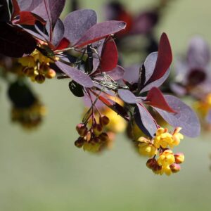 Helmond Pillar Japanese Barberry
