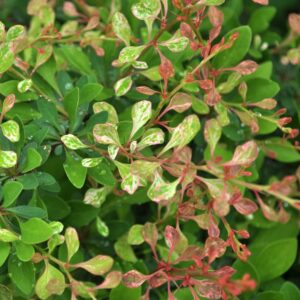 Silver Beauty Japanese Barberry
