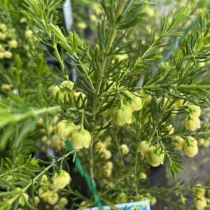 Boronia megastigma Lutea