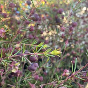 Boronia megastigma