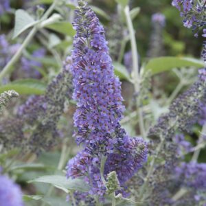 Buddleja Harlequin