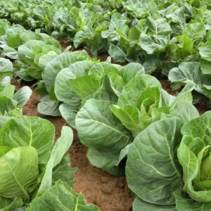 Green Cabbage