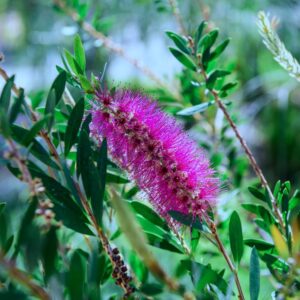 Callistemon Burgundy