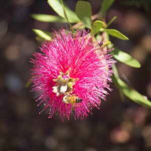 Callistemon Candy Pink