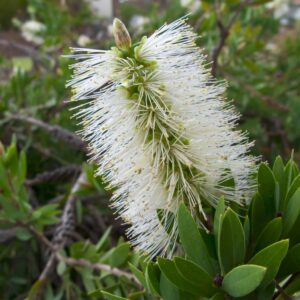 Callistemon Clearview White